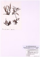 藏品(海蘿)的圖片